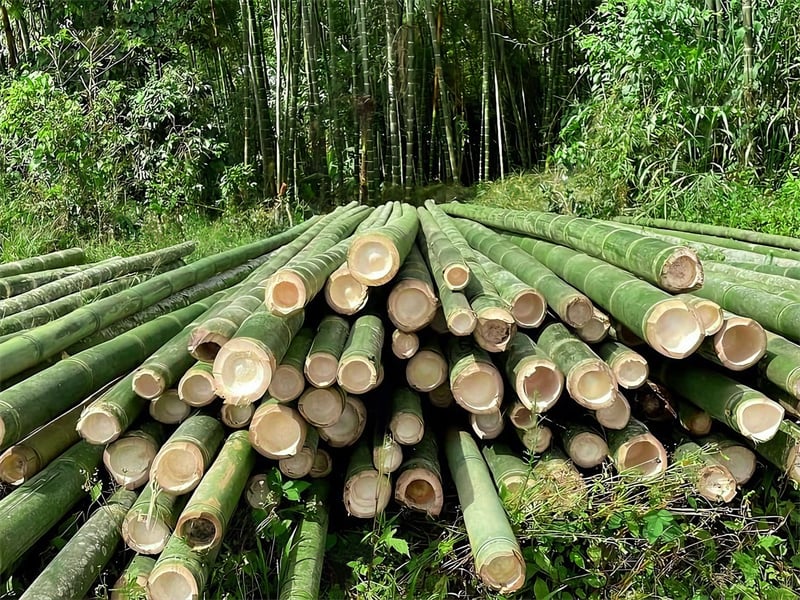Raw Bamboo Selection–Ensuring Freshness