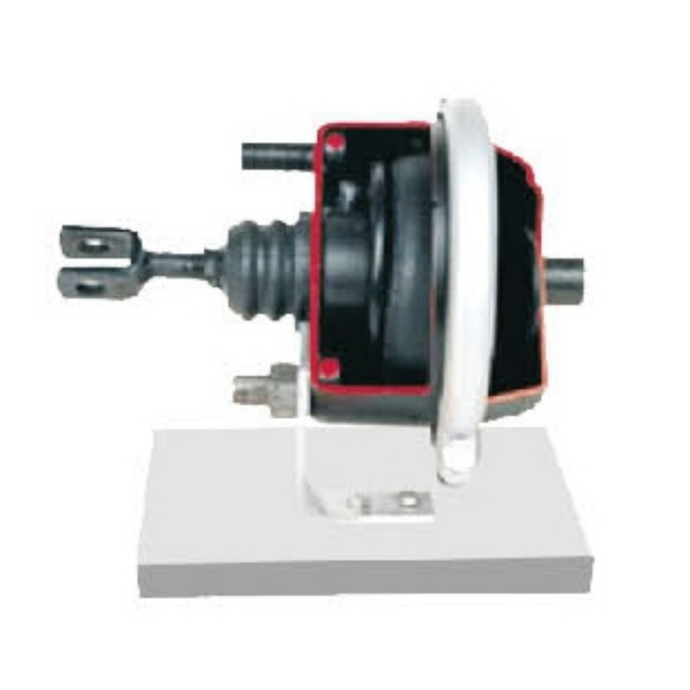 Diaphragm Brake Cylinder Anatomical Model