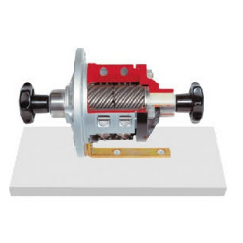 Torson Center Differential Anatomical Model