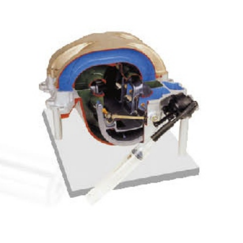 Inductive Switch System Anatomical Model