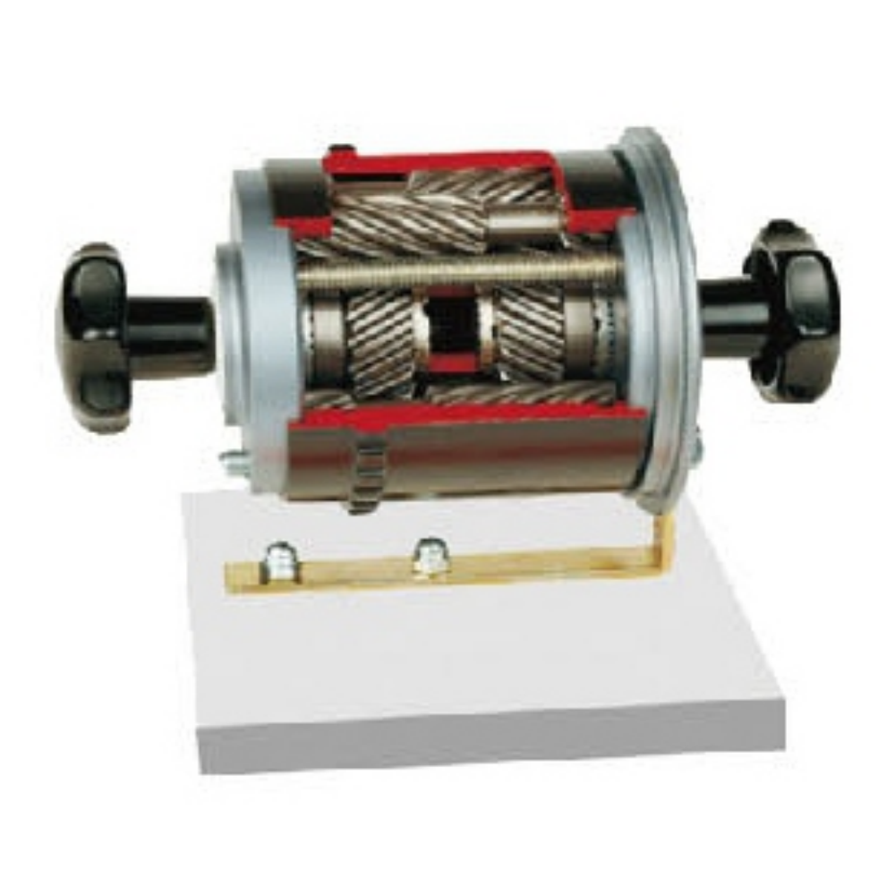 Torson Center Differential Anatomical Model