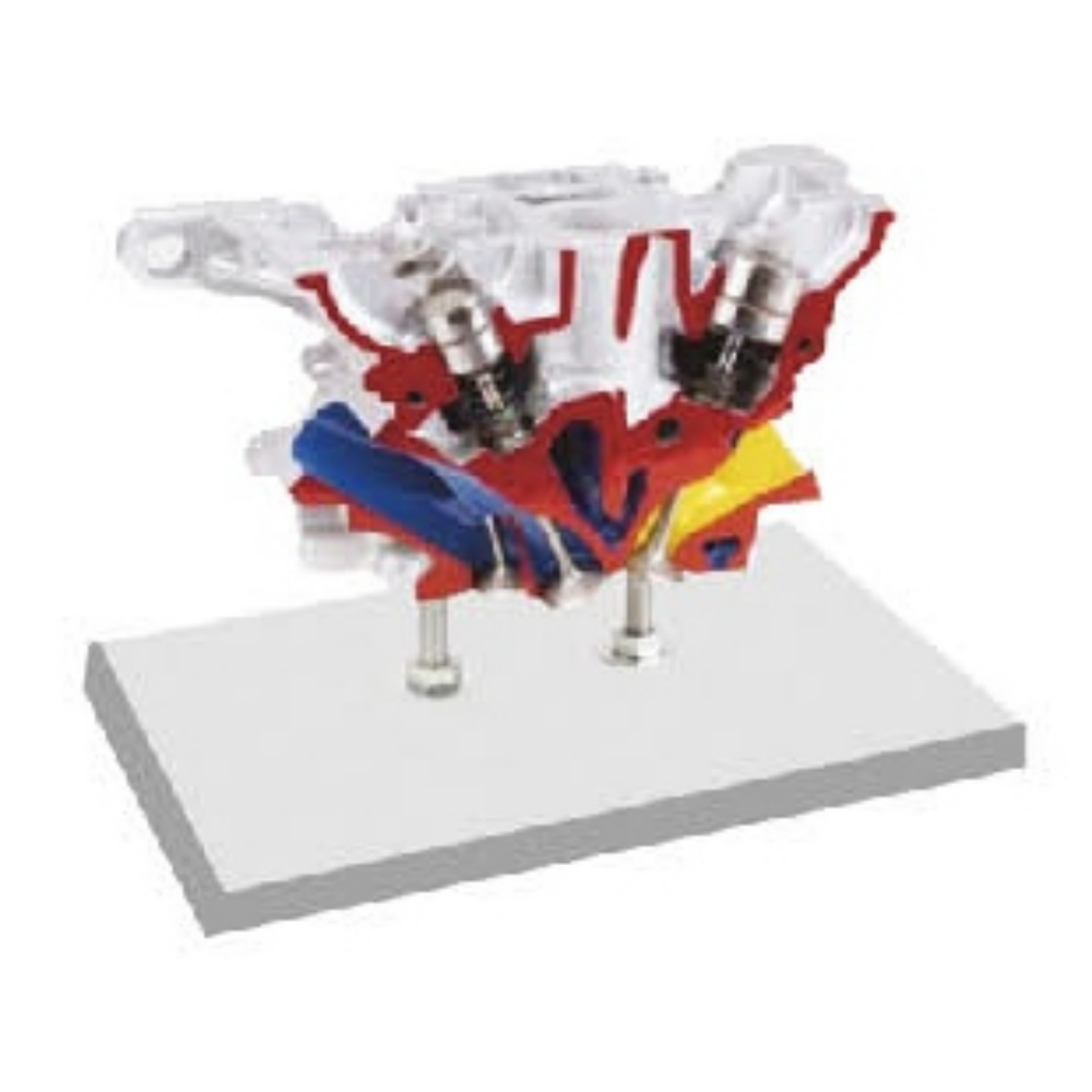 Audi 5-valve cylinder head anatomical model