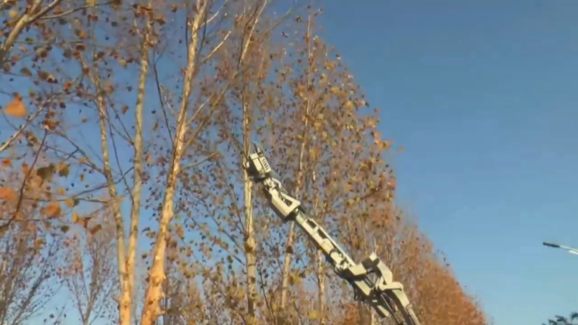 Tree Trimmer