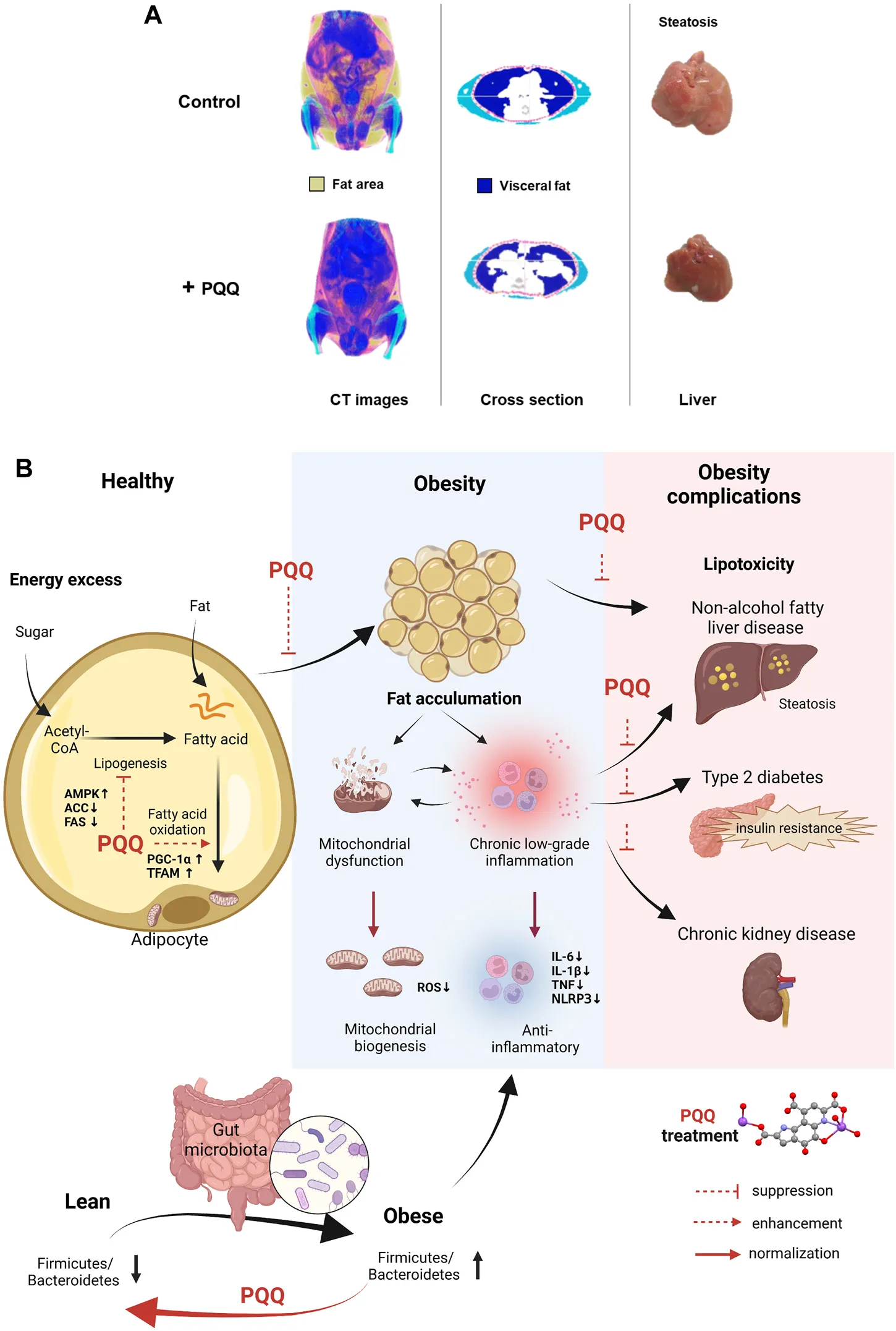 Why Mitochondria Have Become the New Focus of Anti-Aging Research