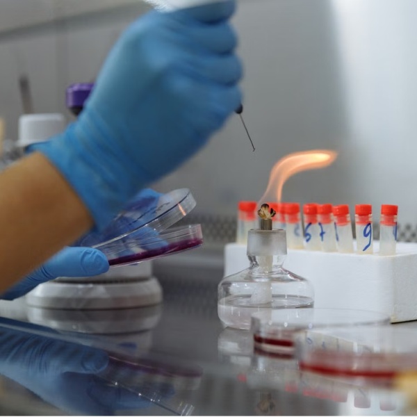 Enhanced Bioavailability and Stability