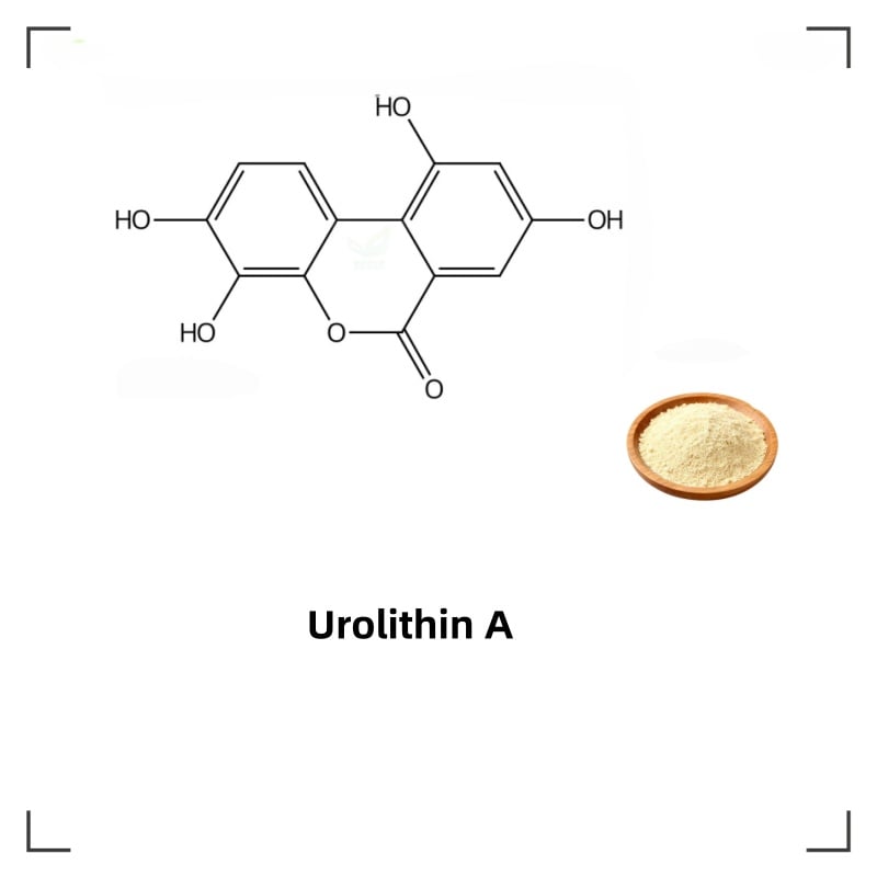 Urolithin ACAS No. 1143-70-0
