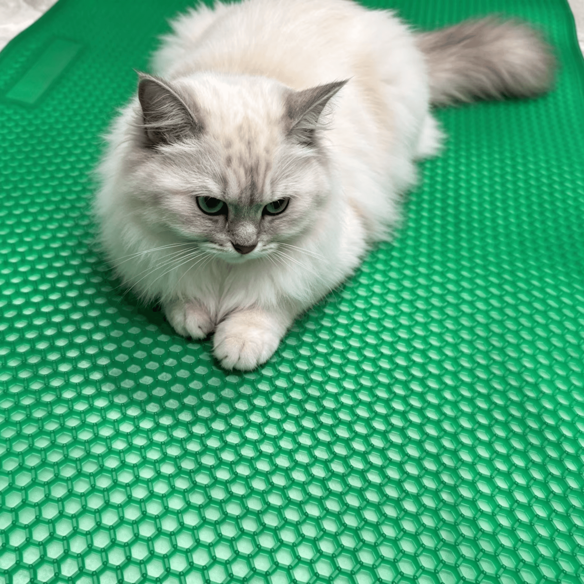 cat litter mat.png