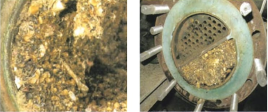 Marine fouling organisms