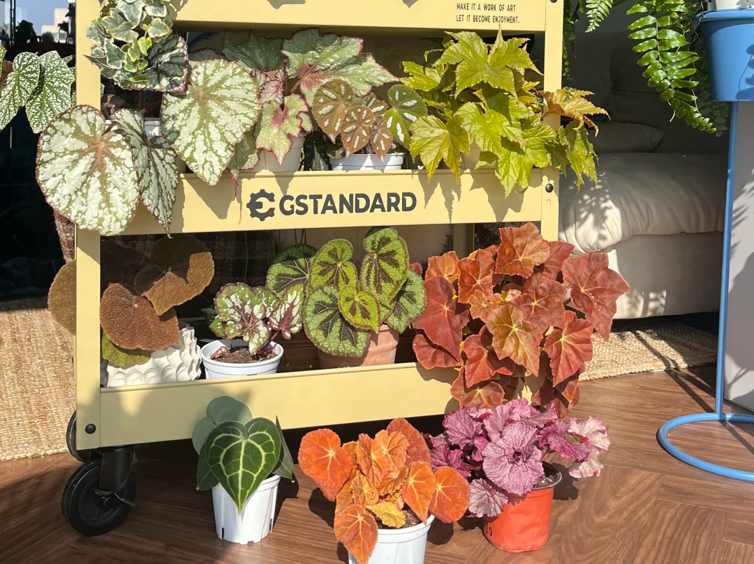 Overwintering Indoor Plants: A Guide to Choosing Breathable Substrates