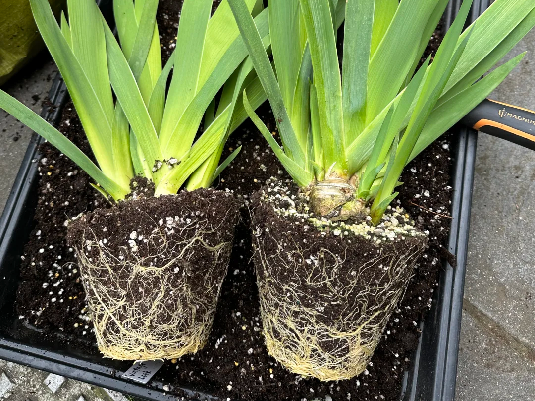 Autumn Repotting & Soil Mix for Houseplants | Perlite and Vermiculite Help Plants Safely Survive the Winter