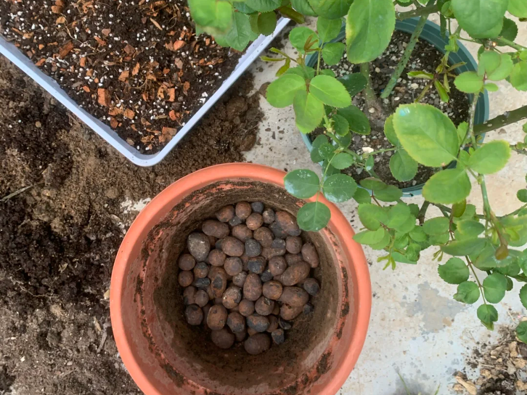 Solutions for Root Rot in Potted Plants How to Properly Lay a Drainage Layer of Expanded Clay Pebbles (2).png