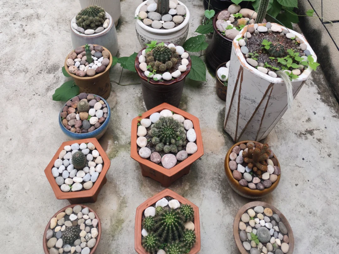 Creating a Mini Balcony Garden: A Complete Practical Guide to Combining Potting Mix with Pebble Surfacing   