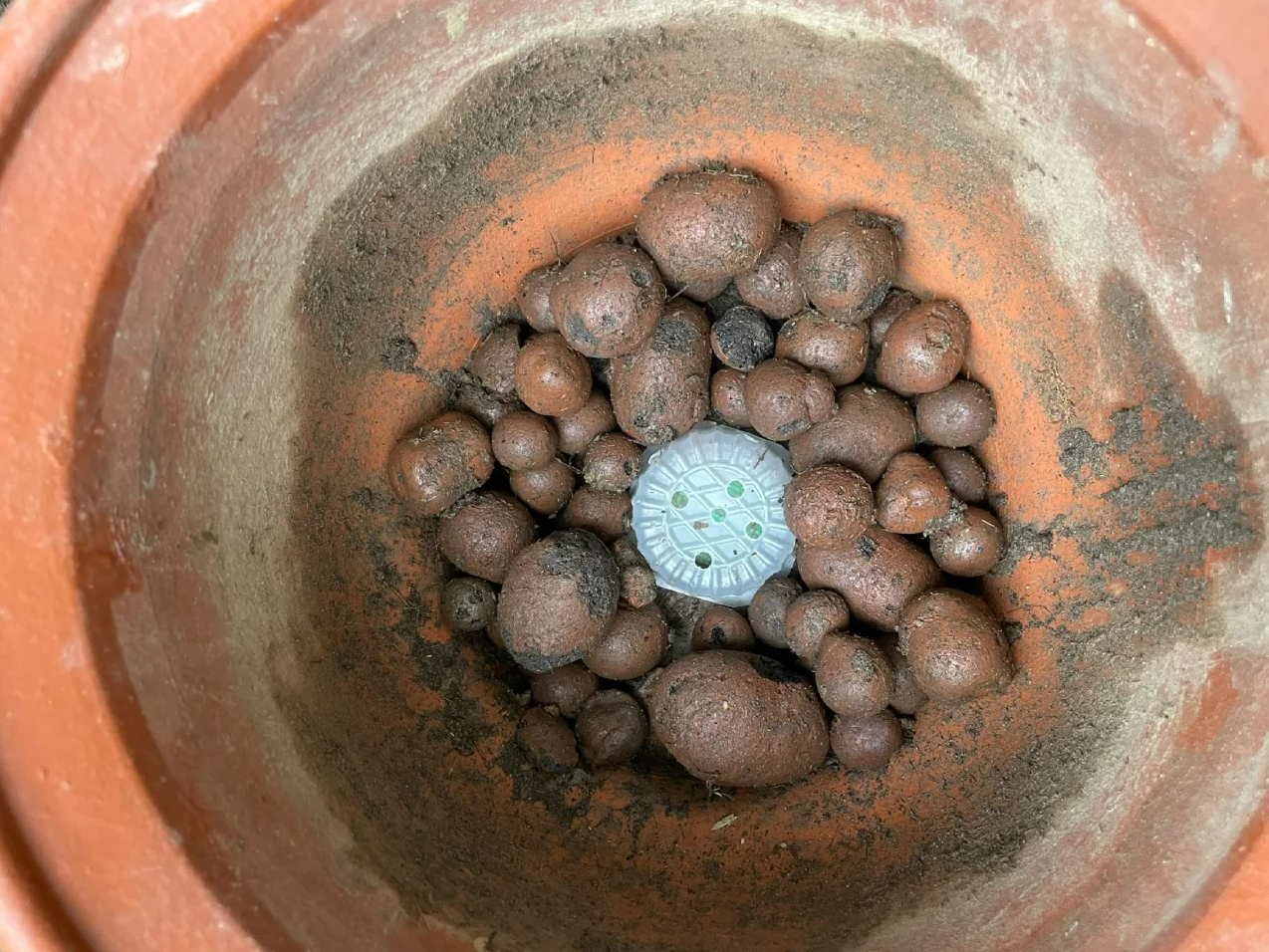 Soluciones para la pudrición de raíces en plantas de maceta: cómo colocar correctamente una capa de drenaje con grava expandida