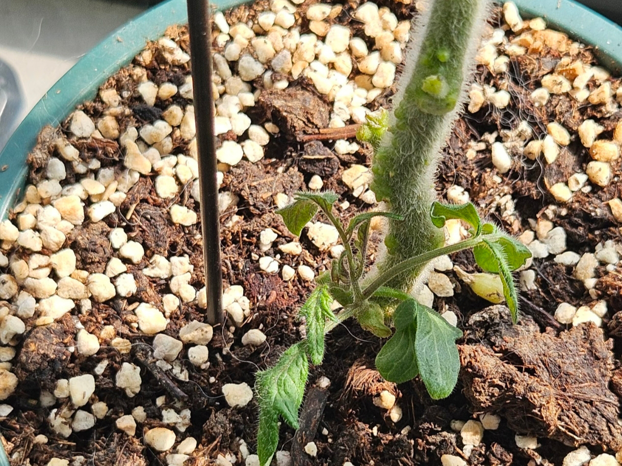Solutions to Gardening Challenges The Correct Use of Vermiculite and Perlite2.jpg