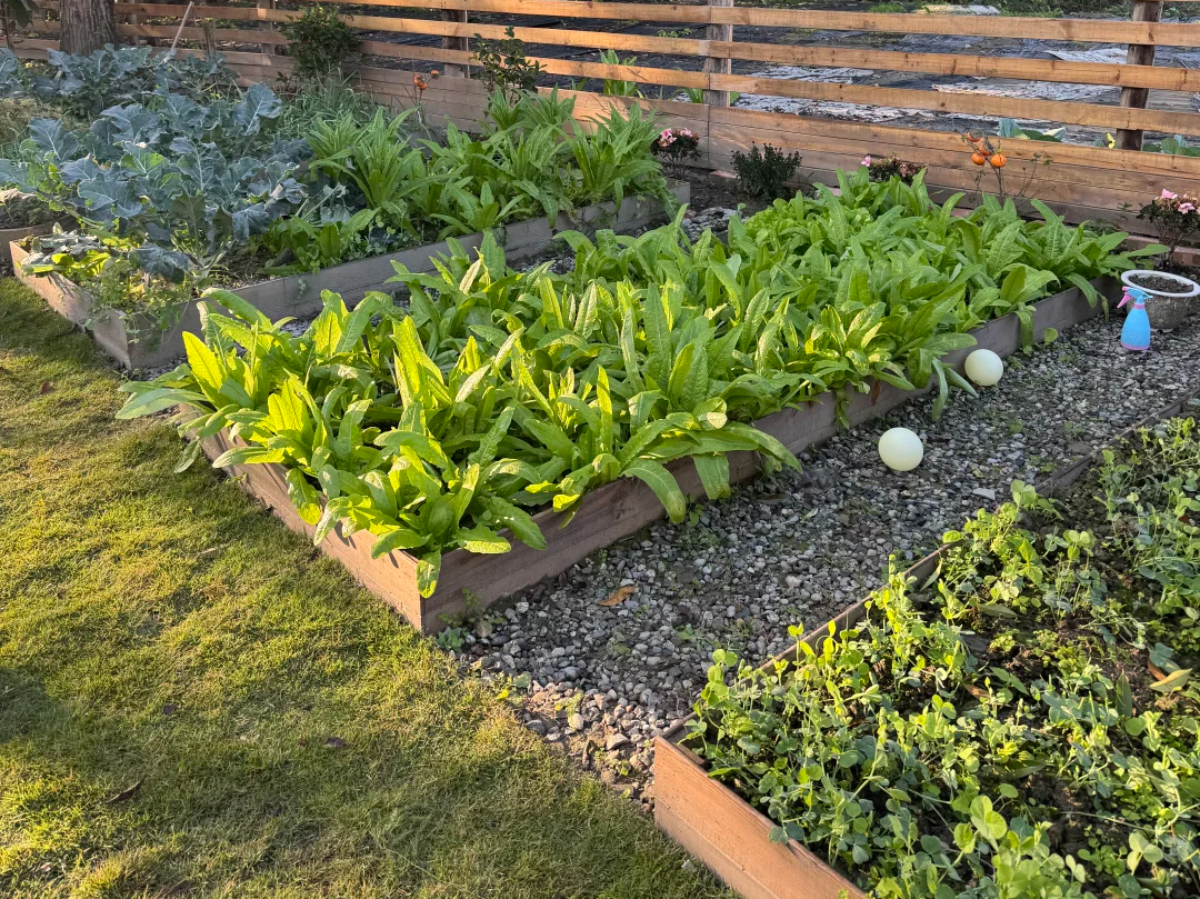 Home Vegetable Garden Renovation Plan The Perfect Combination of Vermiculite for Seedlings and Gravel for Garden Paths (2).png