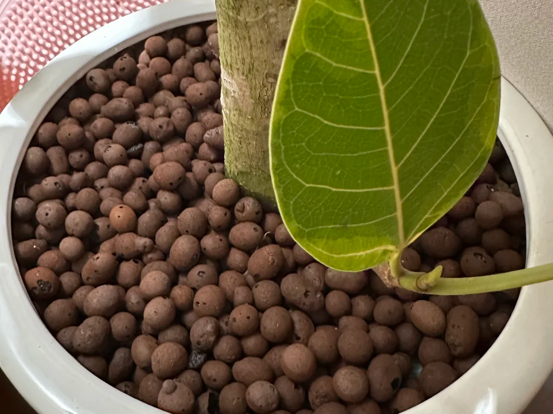 Tips for Using Expanded Clay Pebbles(LECA): A Complete Guide to Drainage Layers, Soil Mixing, Top Dressing, and Hydroponics—Plus How to Avoid Root Rot