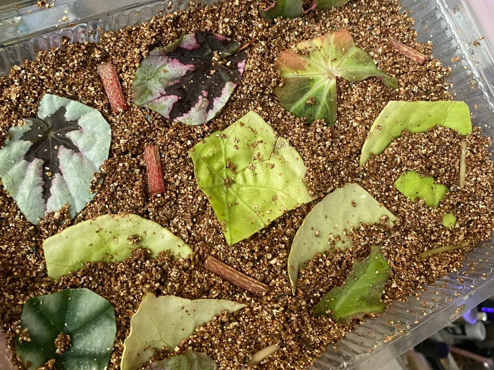 How to Select High-Quality, Dust-Free Horticultural Vermiculite.png