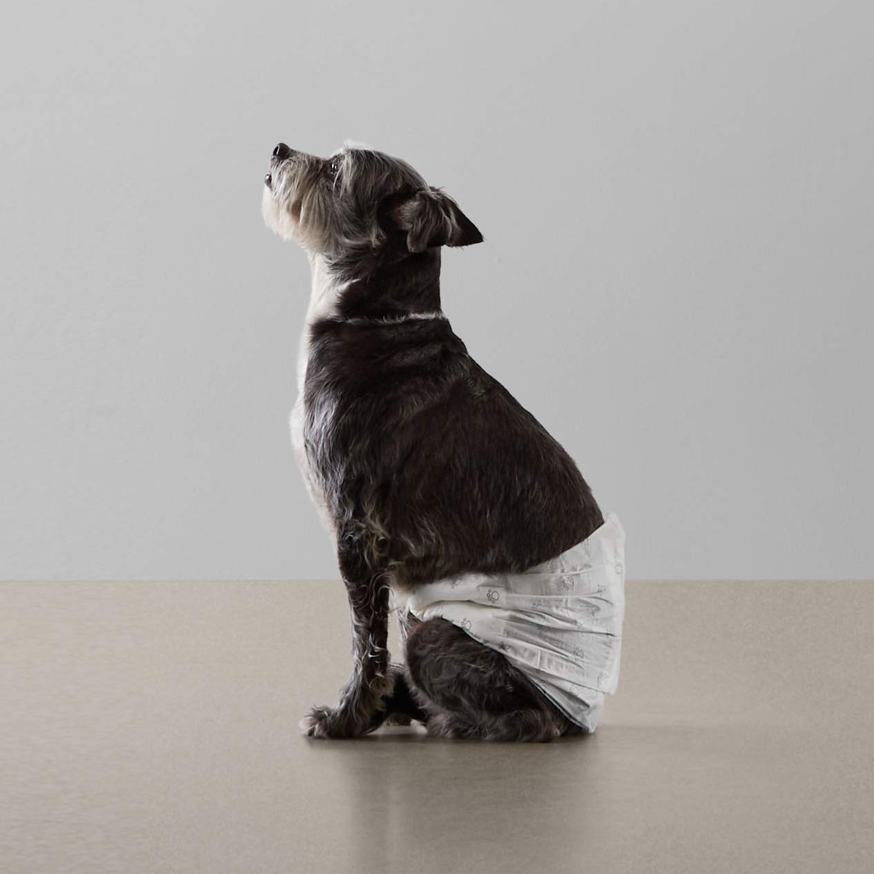Universal Fit and Reliable Protection for All Companions