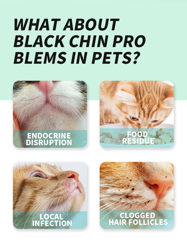 Pet Dental Finger Wipes supplier