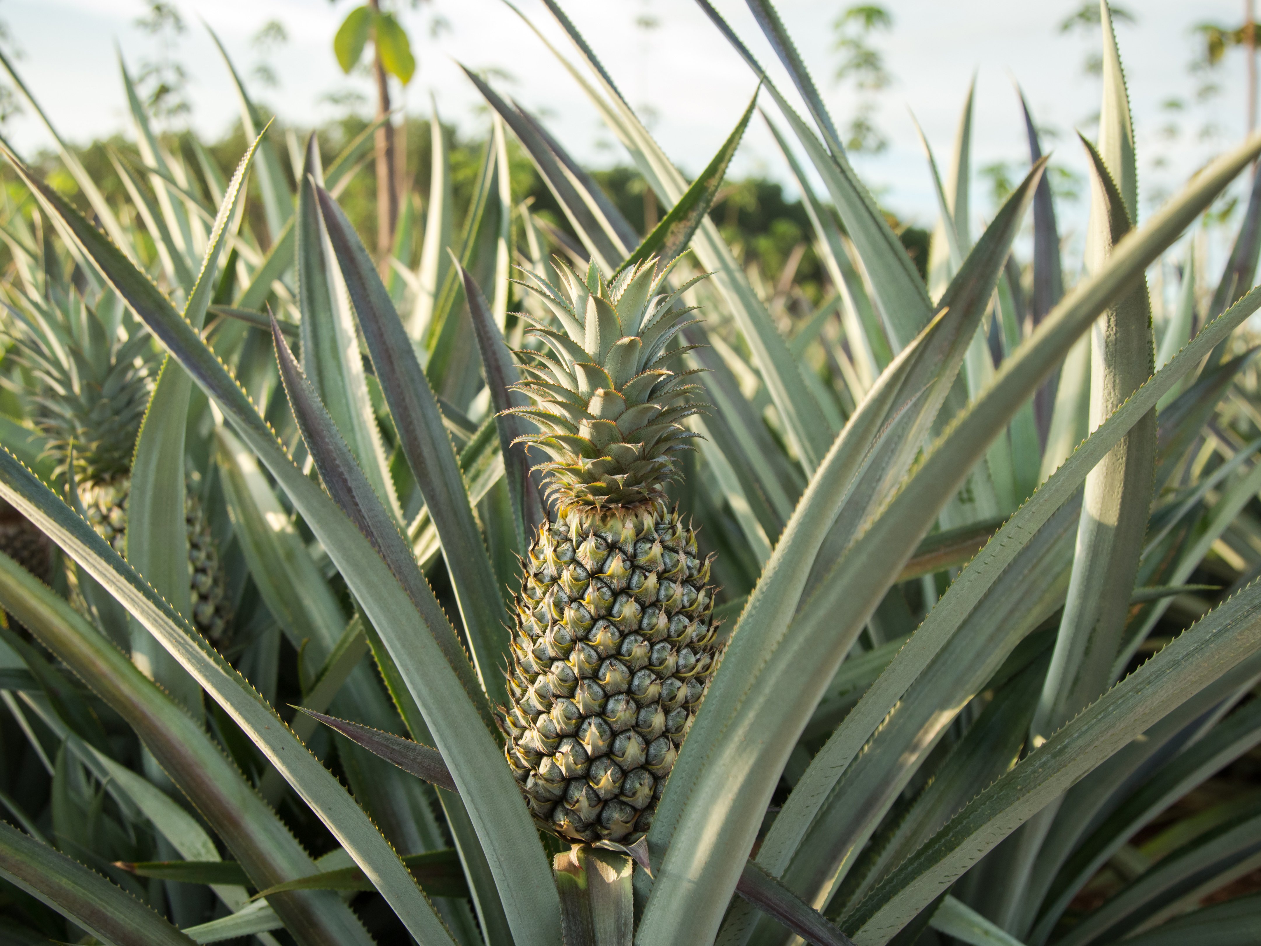 pineapple1.jpg