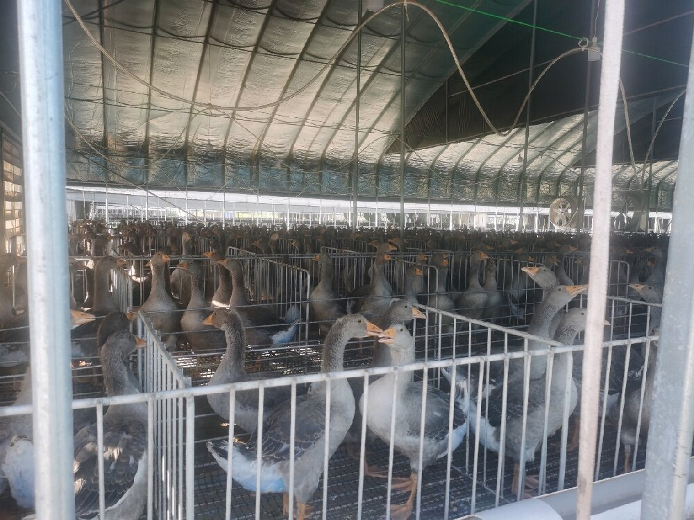 German technical personnel provided on-site guidance for the Landes goose farm3.jpg