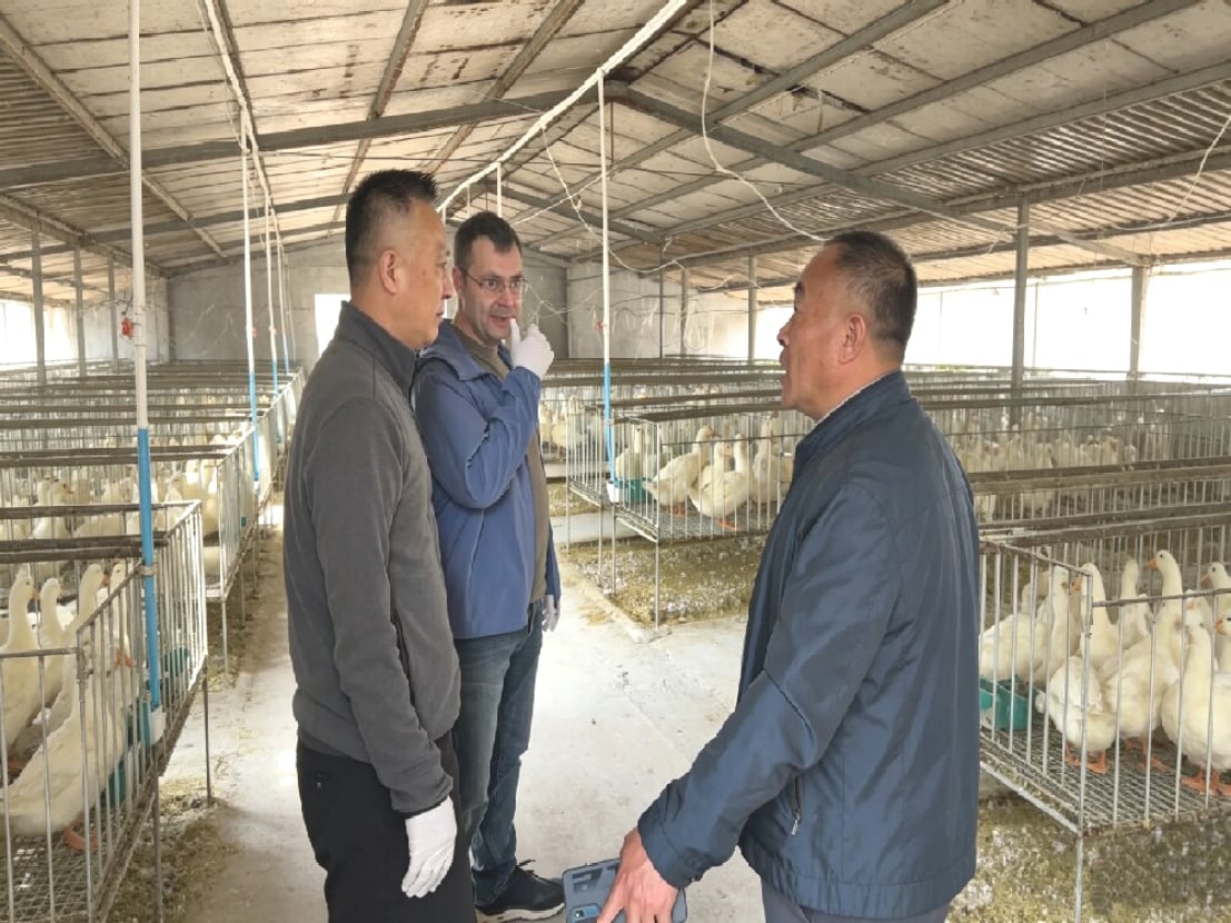 German technical personnel provided on-site guidance for the Landes goose farm.