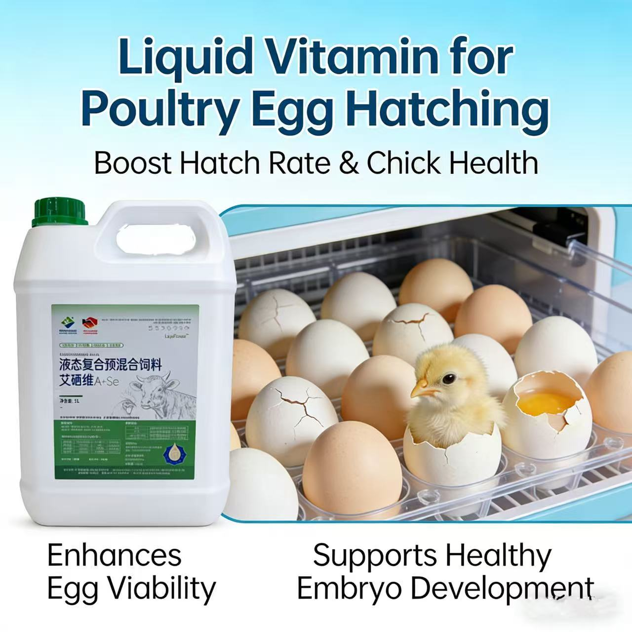 Por Que a Qualidade dos Ovos de Postura Está Diretamente Ligada à Nutrição das Aves Reprodutoras