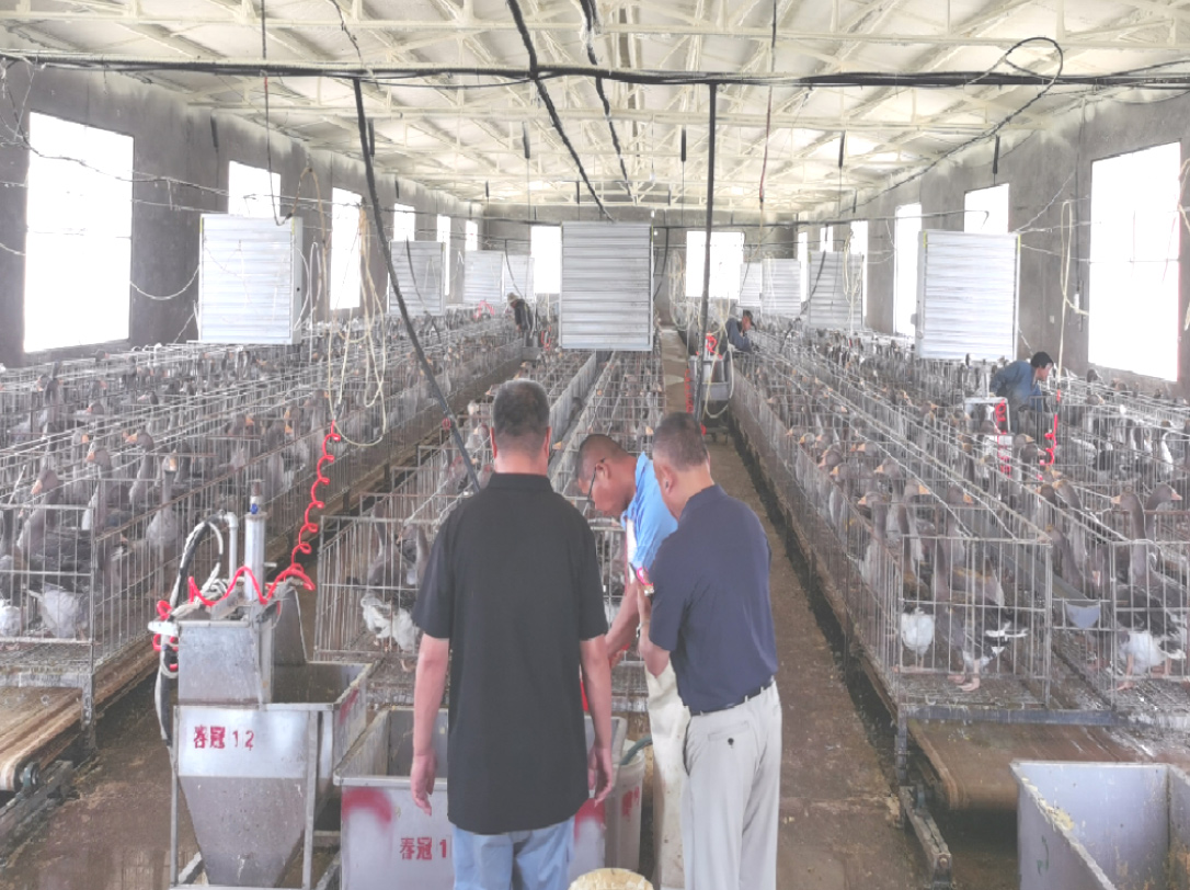 German technical personnel provided on-site guidance for the Landes goose farm2.jpg