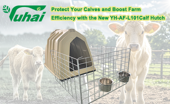What Are the Key Benefits of Using Individual Calf Hutches?