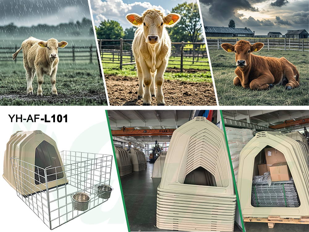 Protect Your Calves and Boost Farm Efficiency with the New YH-AF-L101 Calf Hutch.png