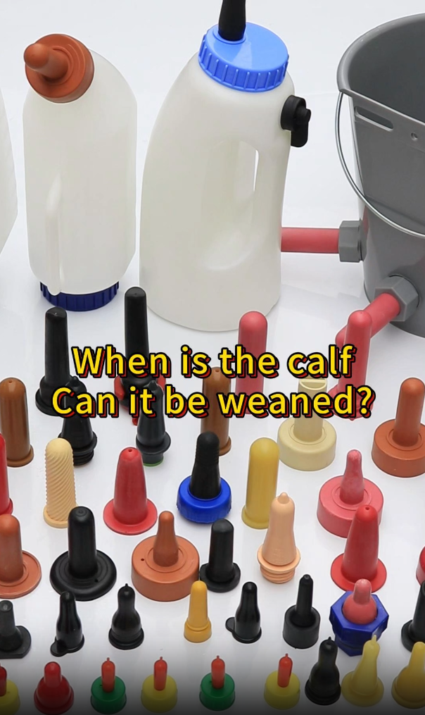 When is the calfCan it be weaned