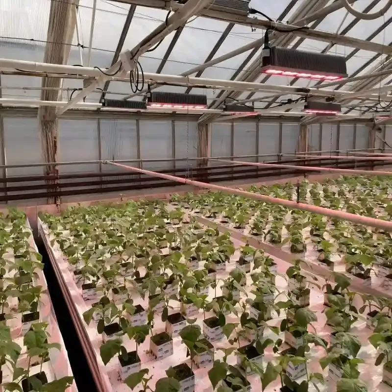 Daripada Fitting kepada Penyelesaian: Evolusi Pencahayaan Hortikultur