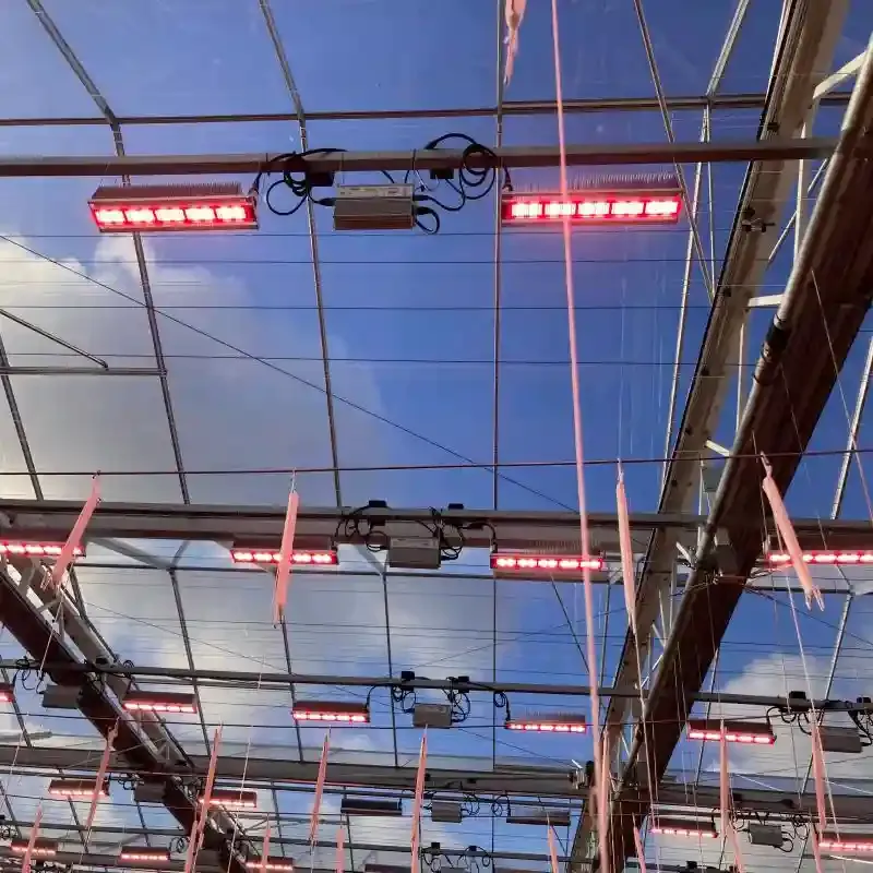 imgi_8_energy_efficient_led_grow_lights2.webp