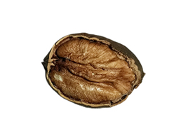 pecan-3