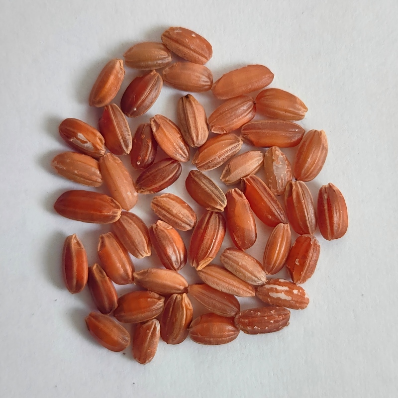 4.Red Brown Rice.jpg