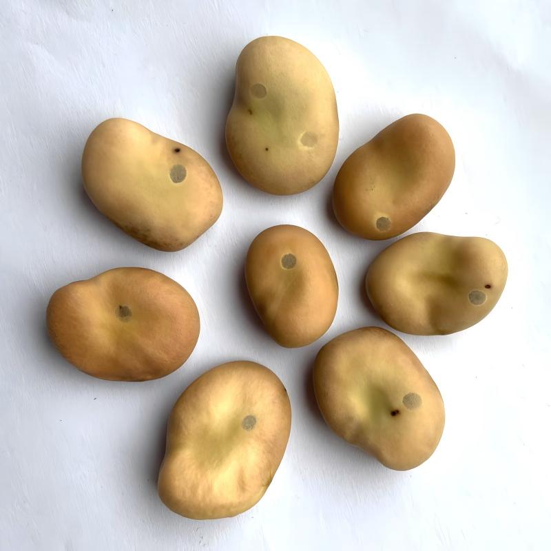 broad bean-8