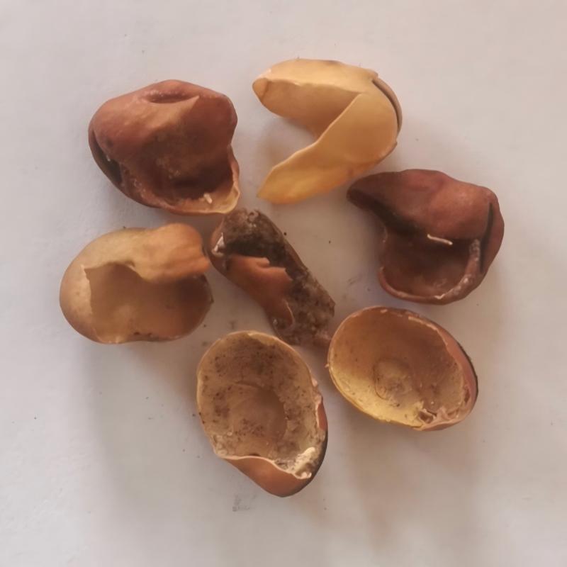 broad bean-1