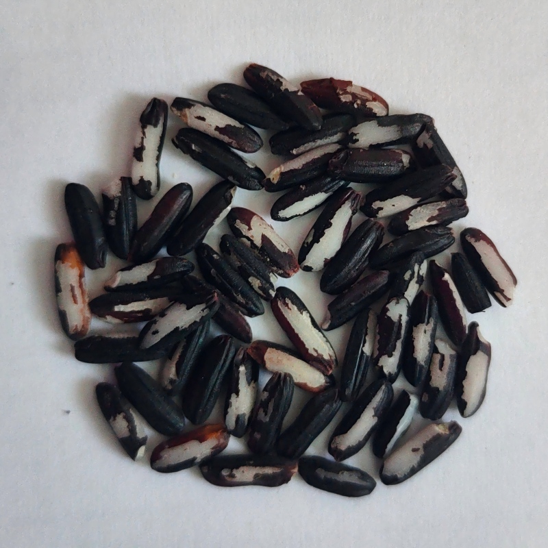 7.Husked Kernel.jpg