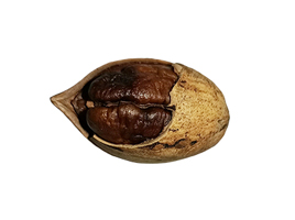 pecan-2