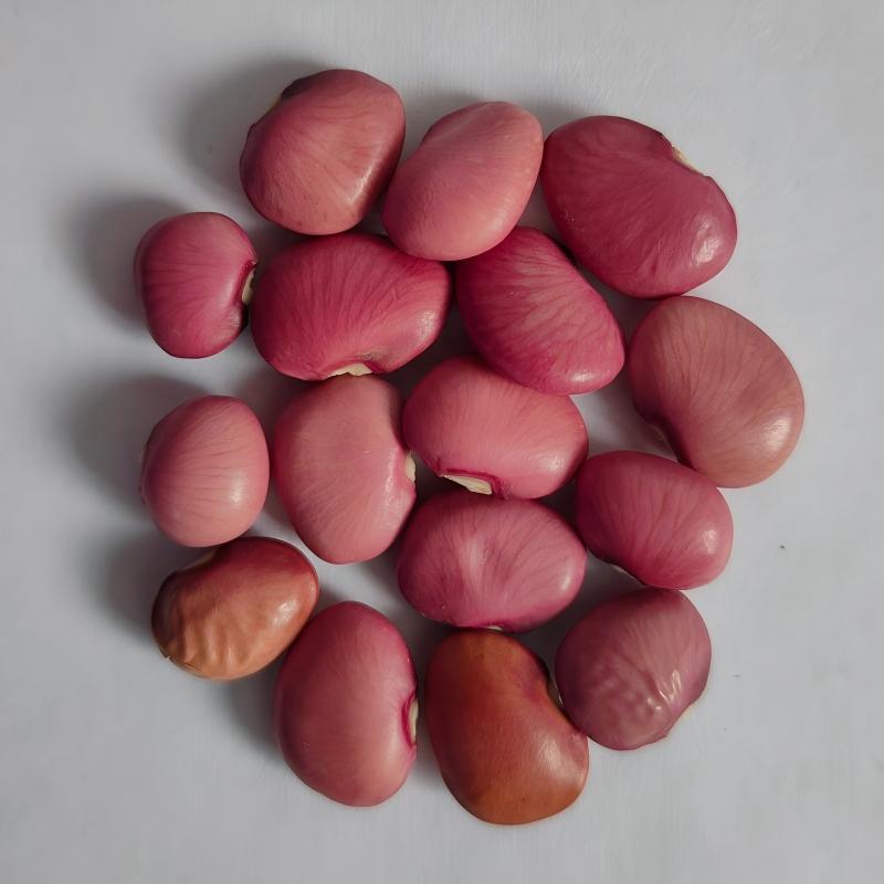 red kidney bean-2