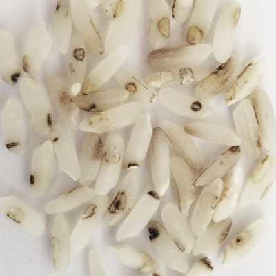 3.Spotted Indica Rice.png