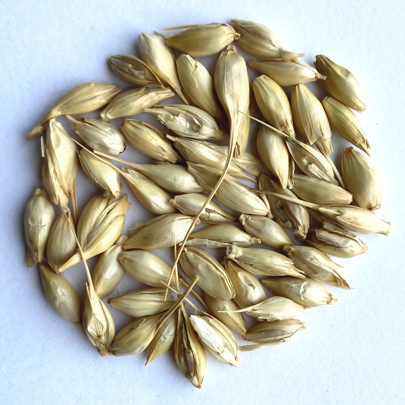 wheat-3