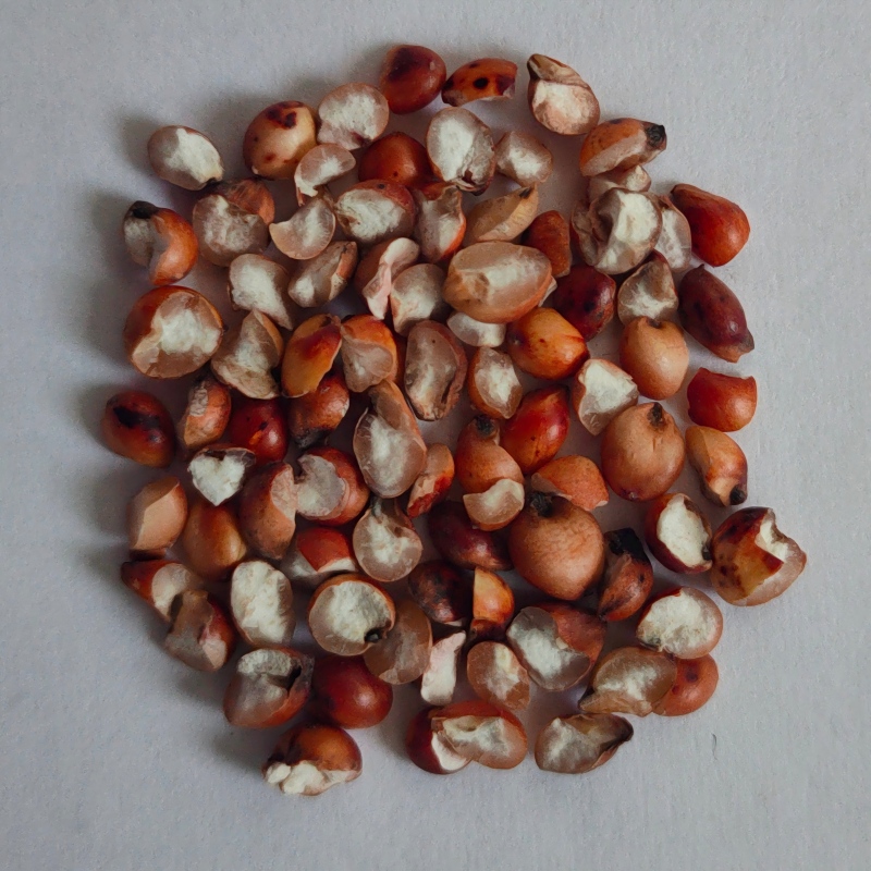 Sorgo