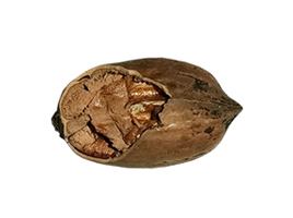 pecan-1
