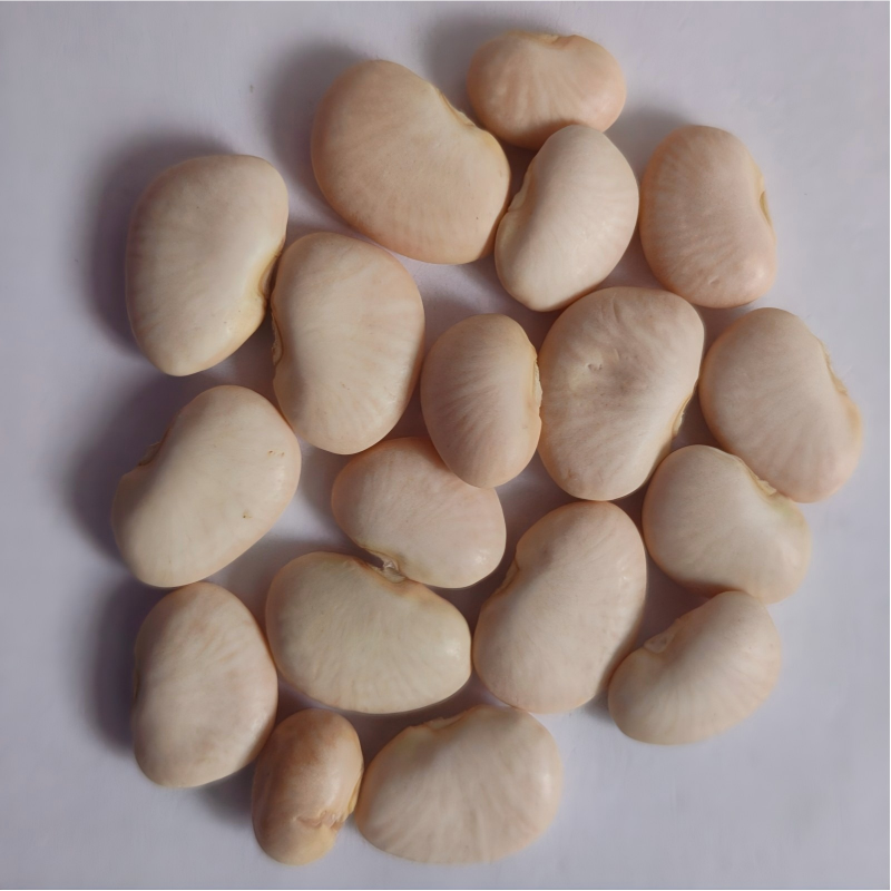 red kidney bean-5