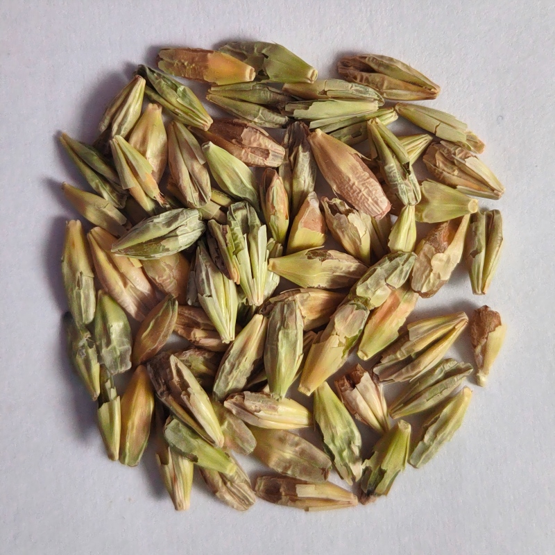 4.Shriveled Grains.jpg