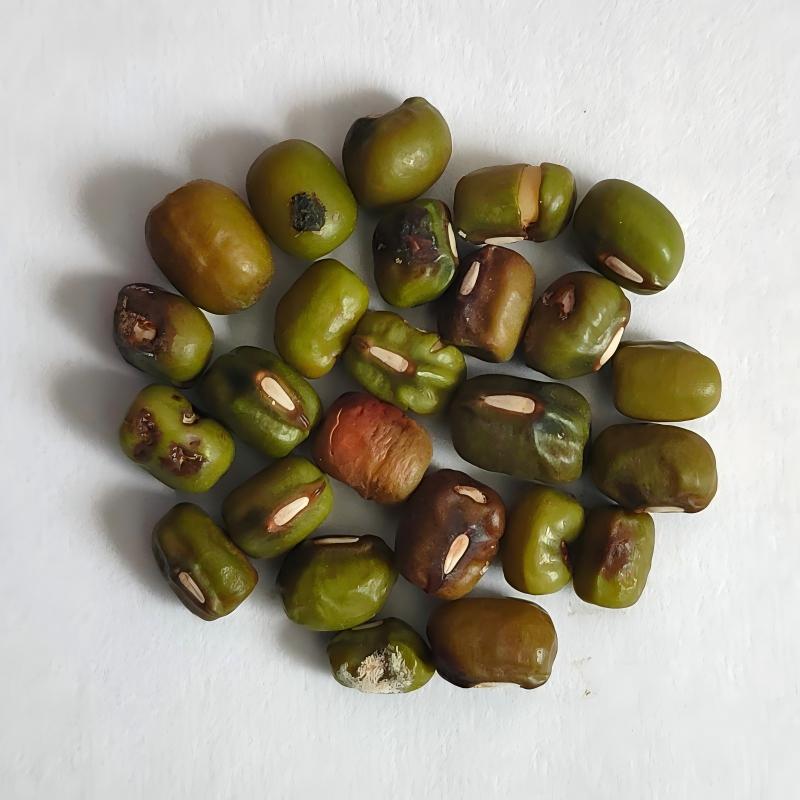 mung bean-5
