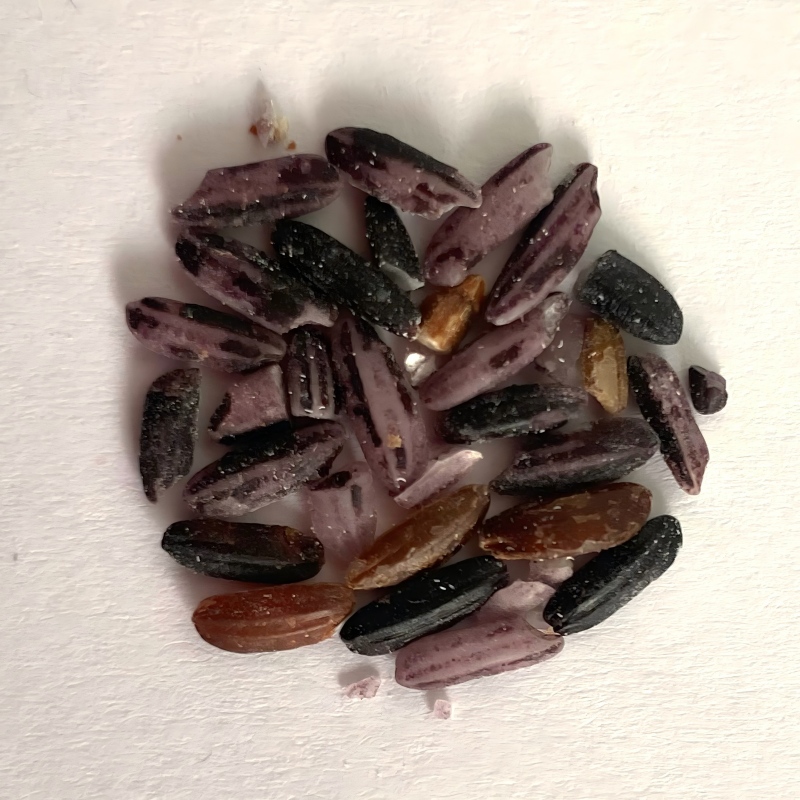 red rice-6