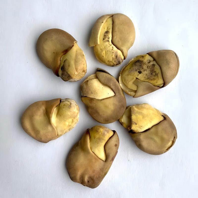 broad bean-3