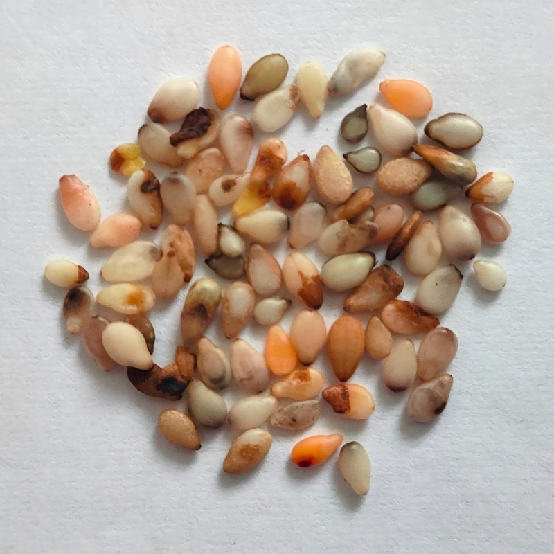white sesame-1